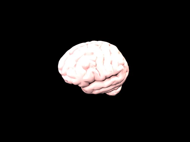 Human Brain 3d Model Free Download